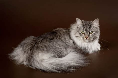 Siberian Cat Breed Information - Cat-World