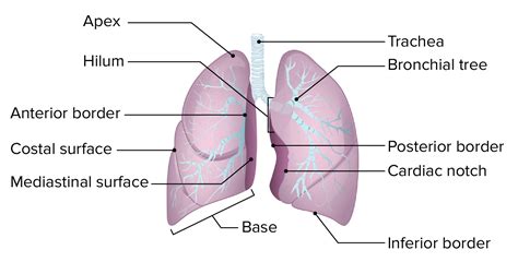 Lung Parenchyma Anatomy