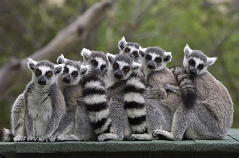 Madagascar: Lemurs could be extinct in wild within 25 years say experts