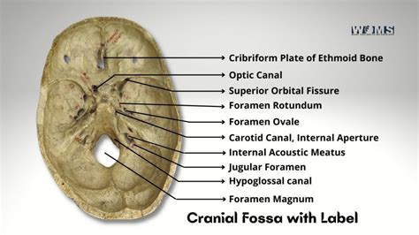 Cranial Fossa: Contents, Anatomy and Clinical Significance - WOMS