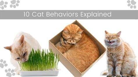 10 Cat Behaviors Explained - Cat World News