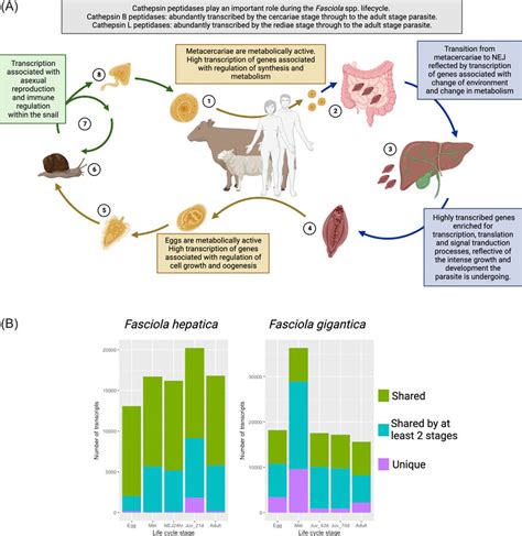 Fasciola hepatica life cycle. (A) The liver fluke's life cycle requires ...