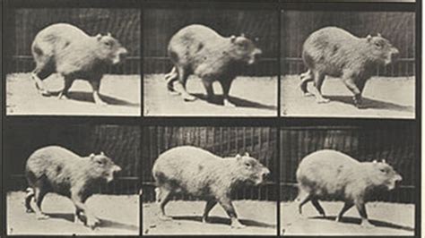 Capybara Walking (1887) | MUBI