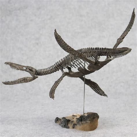 1/20 Pliosaurus Skeleton Model – Lana Time Shop