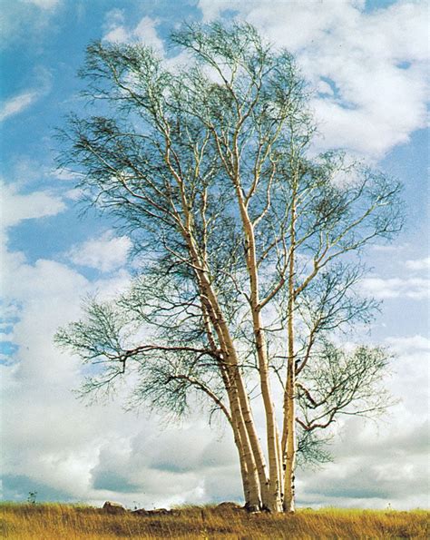 Birch | Description, Tree, Major Species, & Facts | Britannica