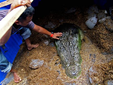 A worker touches "Lolong," the world's largest saltwater crocodile in ...