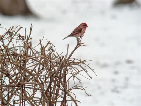 American Rosefinch Male Photograph by Douglas Barnett - Fine Art America