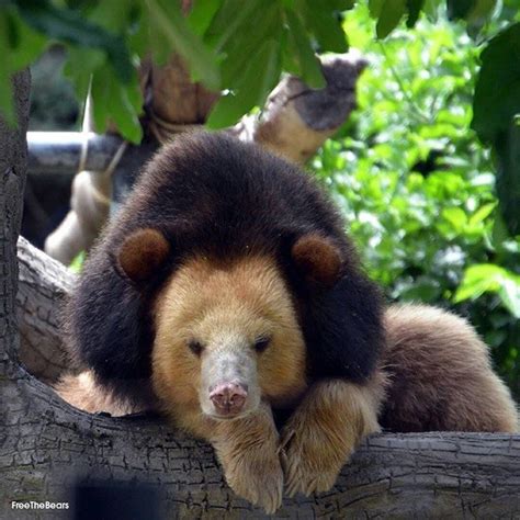 The Golden Moon Bear. : r/natureismetal