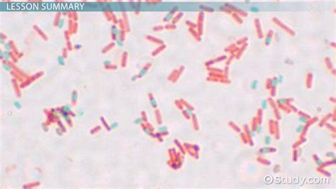 Endospore | Definition, Structure & Importance - Lesson | Study.com