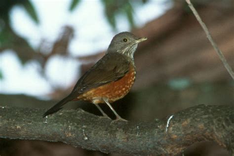 Rufous-bellied Thrush - Turdus rufiventris