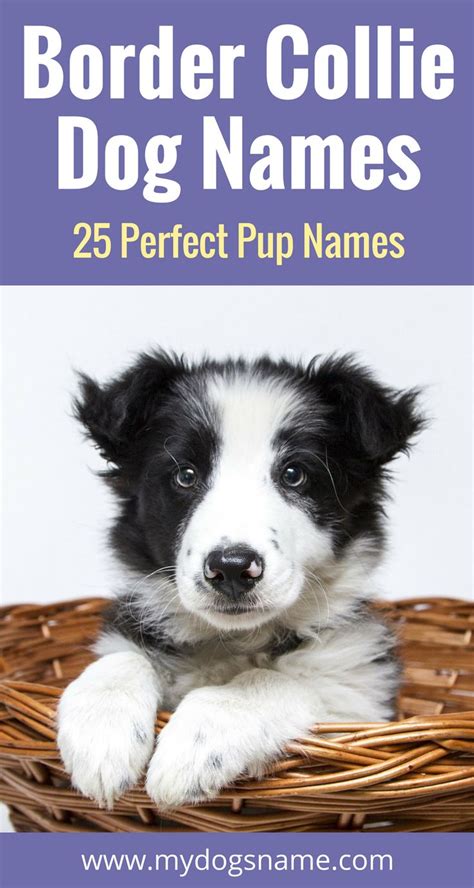 Top Border Collie Names – [785+ Ideas For Your Pup] | Border collie ...