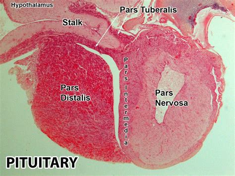 Anterior Vs Posterior Pituitary Microscope