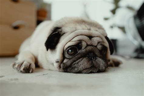 The 177 Most Popular Pug Names | The Dog People