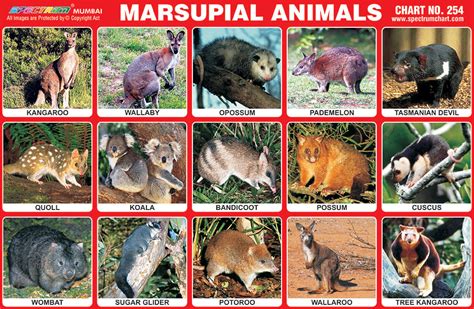 Marsupials Mammals Examples