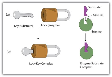 Enzyme Substrate Lock And Key Model