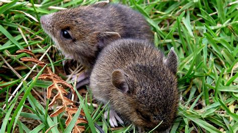 Voles - Control Methods - Omaha Organics - Turf Recommendation