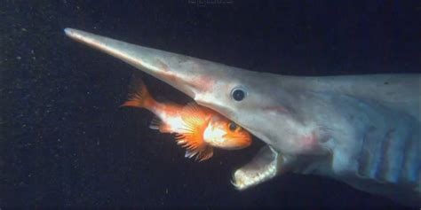 Meet the Species: Goblin Sharks. These rarely seen, deep-sea sharks win ...