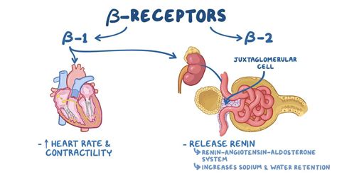 Adrenergic antagonists: Beta blockers: Video | Osmosis