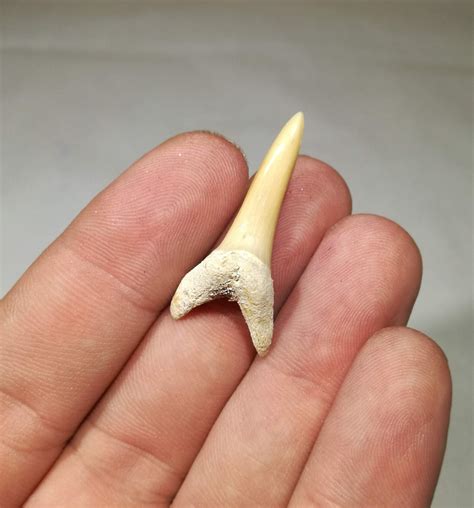 Sand Shark Tooth - Finest Fossils