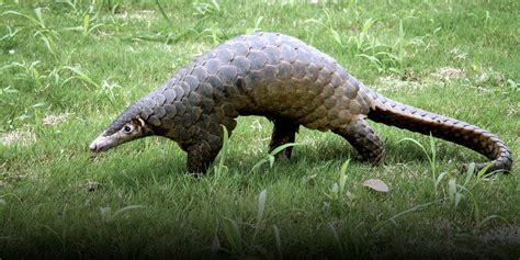 Pangolin Slaughtering Video Sparks Anger, Investigation