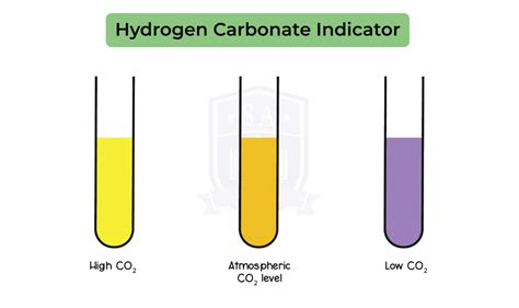 IGED_BIO_TOPIC-8_005_Hydrogen-Carbonate-Indicator - Studia Academy ...