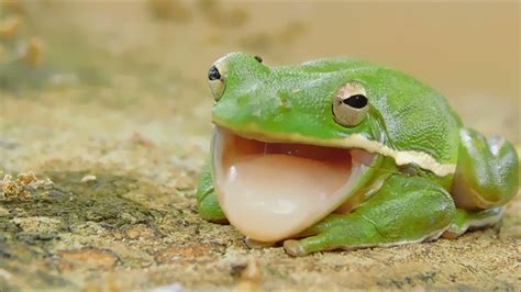 Green Tree frog close up, opening his mouth several time. - YouTube