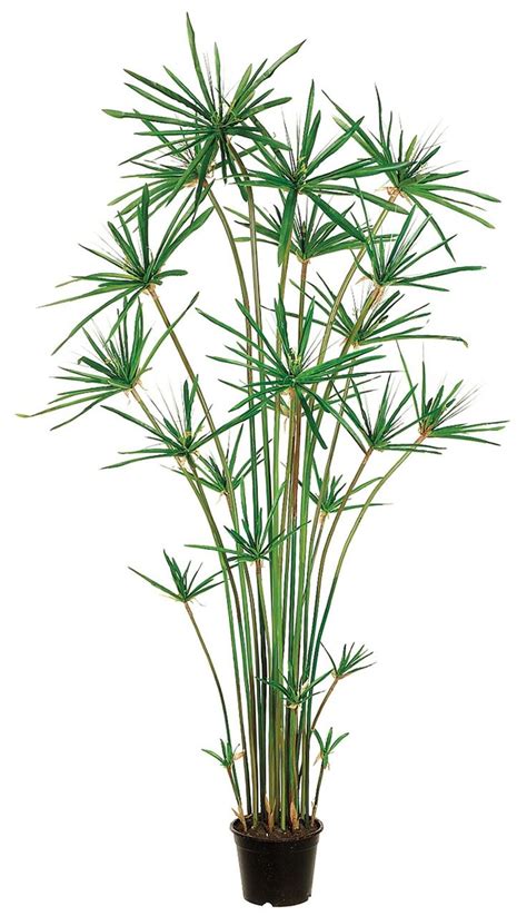 6ft Cypress Grass Tree in Plastic Pot