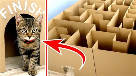 GIANT Maze Labyrinth for Cat Kittens. Can they EXIT? | World Cat Comedy