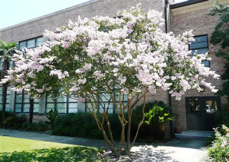 Dwarf Crape Myrtle White - Longest Blooming Tree - Gardening Supplies