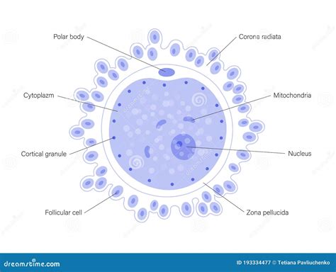 Egg cell anatomy stock vector. Illustration of microbiology - 193334477