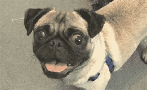 Pug GIF - Find on GIFER