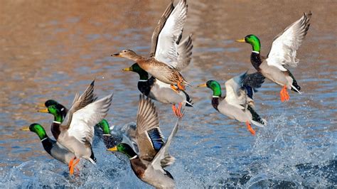 Mallard Duck Wallpapers - Wallpaper Cave