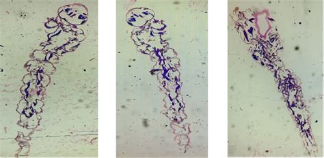 Histoarchitecture analysis of Culex quinquefasciatus species (a ...