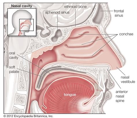 Human Body | Nasal cavity, Human respiratory system, Soft palate