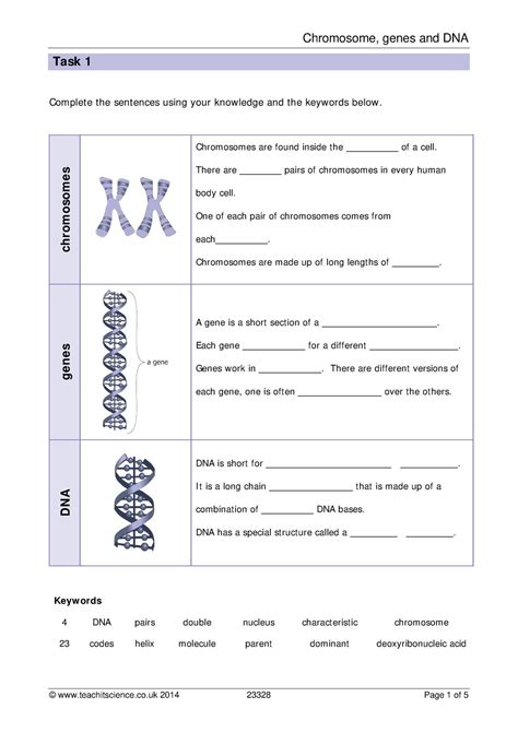 Gene and Chromosome Mutation Worksheet | Worksheet for Education