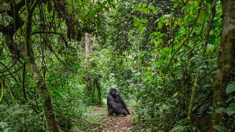 The Struggle to Protect the Congo Basin Rainforest | Britannica