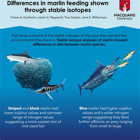 Frontiers | Deciphering the Trophic Ecology of Three Marlin Species ...