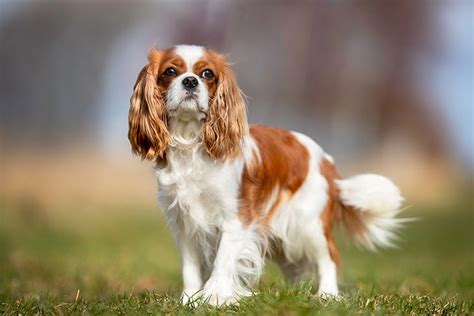 Cavalier King Charles Spaniel Dog Breed Information