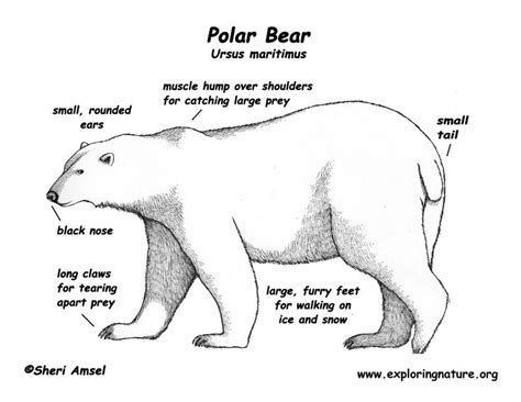 Polar bear | Anatomy: Polar Bear | Pinterest | Kid, For kids and Bears