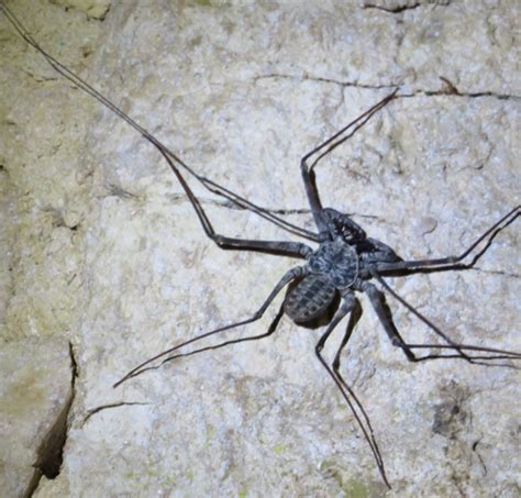 Tailless Whipscorpion from Mexico - What's That Bug?