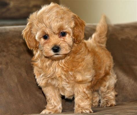 Maltipoo (Maltese x Poodle) Info, Temperament, Lifespan, Grooming ...