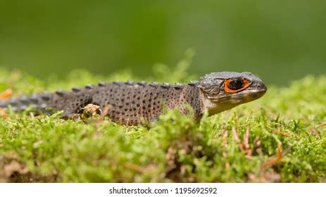 Tribolonotus Genus Lizards Commonly Known Crocodile Stock Photo ...