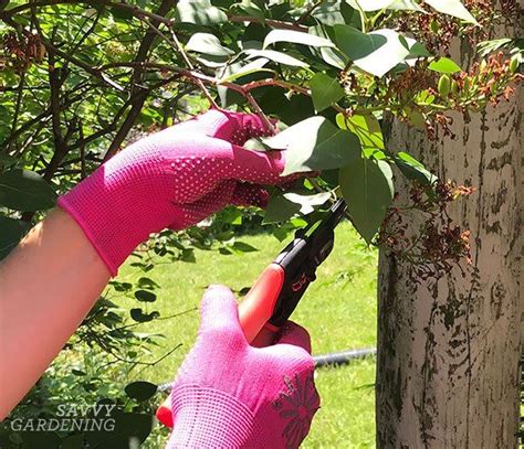 Tips for pruning lilacs to encourage blooms for next year | Lilac tree ...