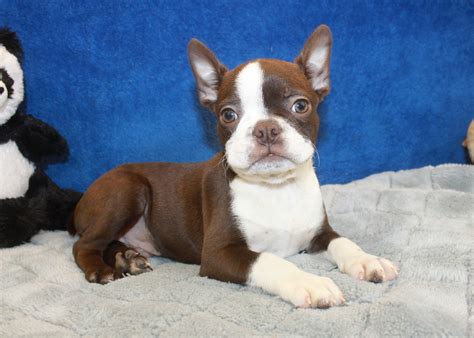 Boston Terrier Puppies For Sale - Long Island Puppies