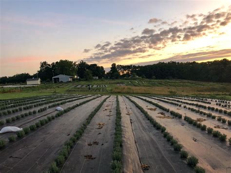 New Lavender Field At PepperHarrow Farm