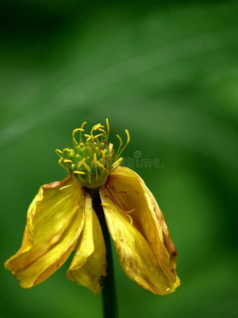 Withering Yellow Flower. Royalty Free Stock Photo - Image: 6441985