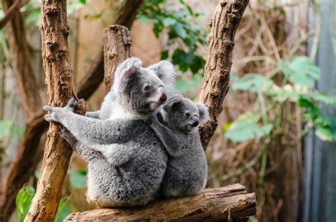 Koala Bears Free Stock Photo - Public Domain Pictures