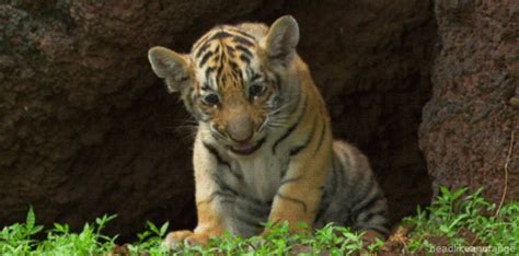 Tiger Roar GIF - Find & Share on GIPHY