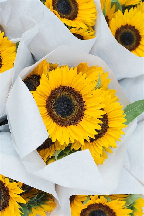 "Bouquets Of Sunflowers" by Stocksy Contributor "Kristin Duvall" - Stocksy