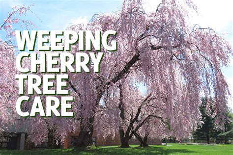 Weeping Cherry Tree Care & Information - GardenHugs.com